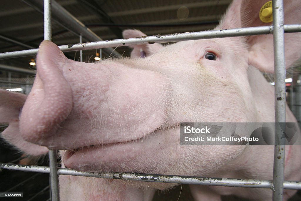 Sonriendo cerdo big nose - Foto de stock de Agricultura libre de derechos