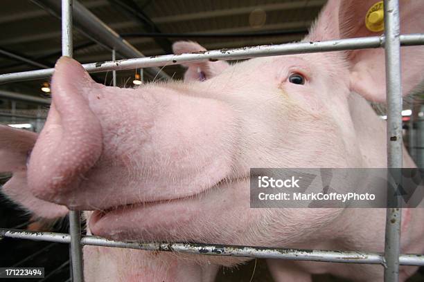 Photo libre de droit de Cochon Souriant Big Nose banque d'images et plus d'images libres de droit de Agriculture - Agriculture, Amitié, Animaux domestiques