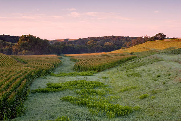 Cornfield stock photo