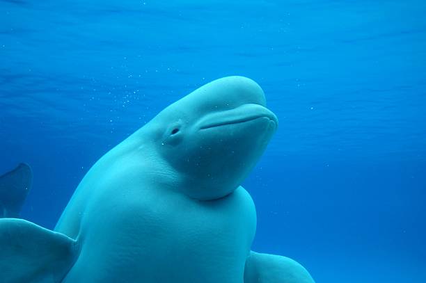 beluga whale - beluga whale stock-fotos und bilder