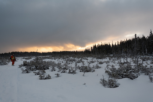 Snowy Labrador views