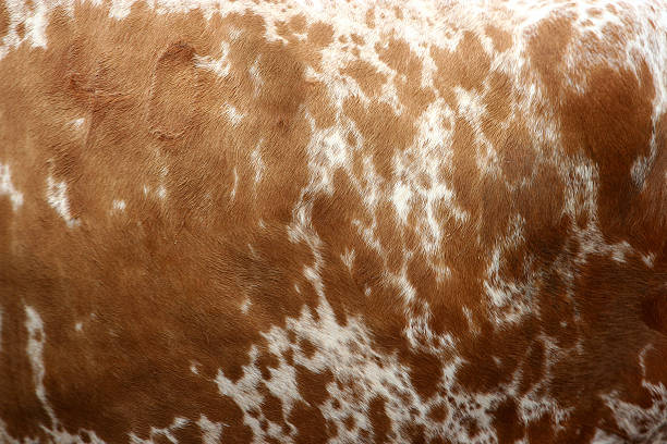 Cow Skin Animal hide cowhide stock pictures, royalty-free photos & images