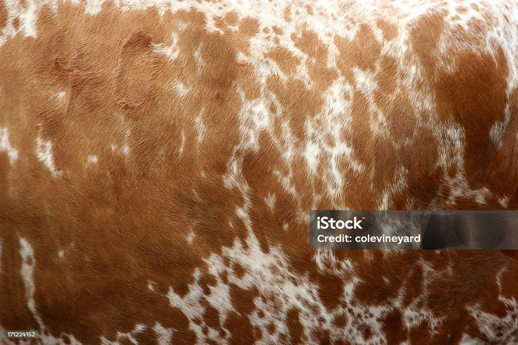Pele de Vaca - Royalty-free Rodeio Foto de stock