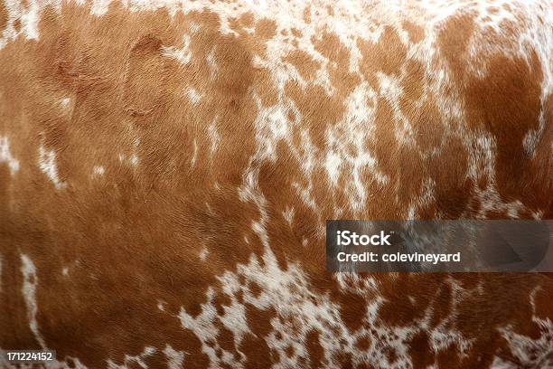 Pele De Vaca - Fotografias de stock e mais imagens de Rodeio - Rodeio, Pele de vaca, Plano de Fundo