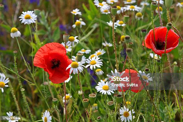 Flores Silvestres Foto de stock y más banco de imágenes de Aire libre - Aire libre, Alegre, Amapola - Planta