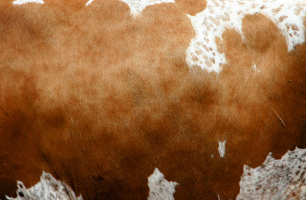 CowHide Animal skin cowhide stock pictures, royalty-free photos & images