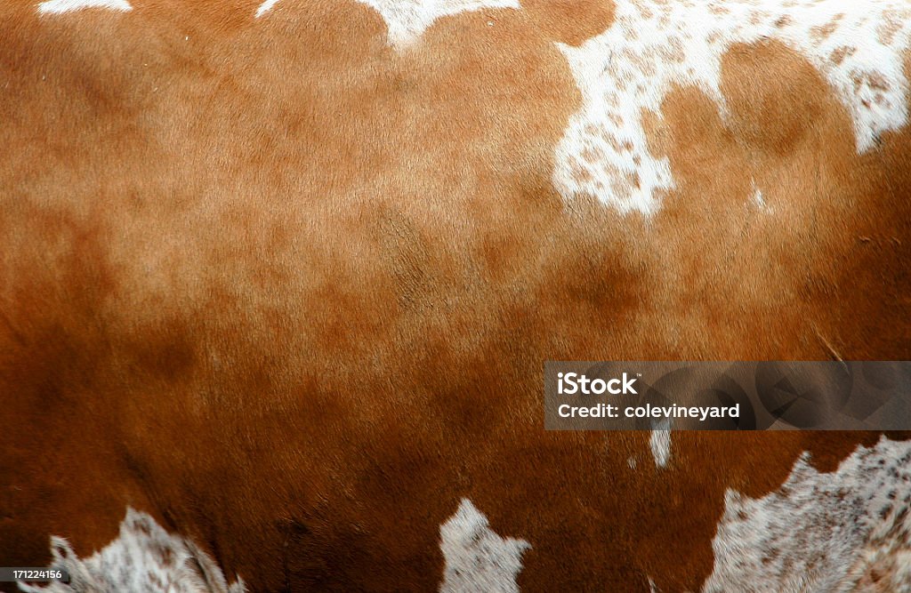 Pele de Vaca - Foto de stock de Pele de Vaca royalty-free