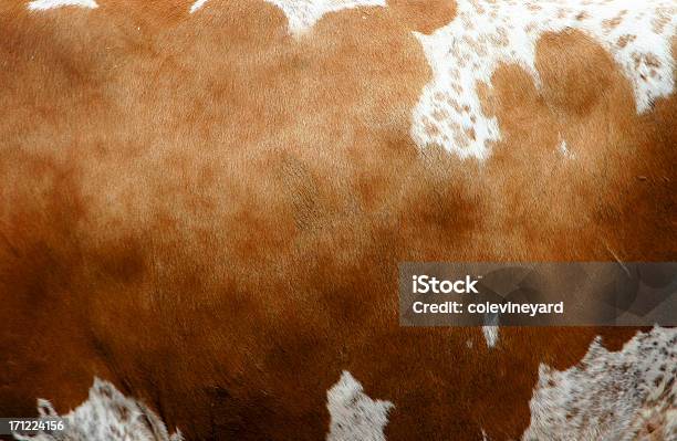 Foto de Pele De Vaca e mais fotos de stock de Pele de Vaca - Pele de Vaca, Fêmea de mamífero, Gado Doméstico Bovino