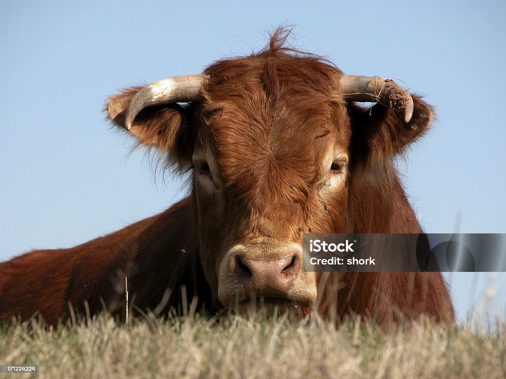 Bull - Foto de stock de Animal royalty-free