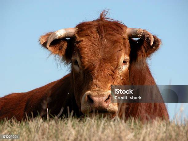 Foto de Bull e mais fotos de stock de Animal - Animal, Cabeça de animal, Cornudo