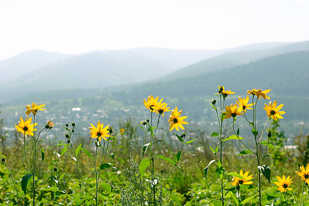 Yellow flowers
