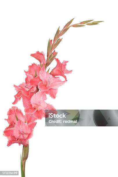 ピンク Gladioli - グラジオラスのストックフォトや画像を多数ご用意 - グラジオラス, カットアウト, ピンク色