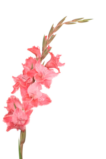 Decorative Pink gladiolus with white spots against white background.
