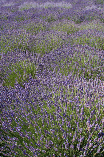 Subject: A Lavender Farm in full bloom