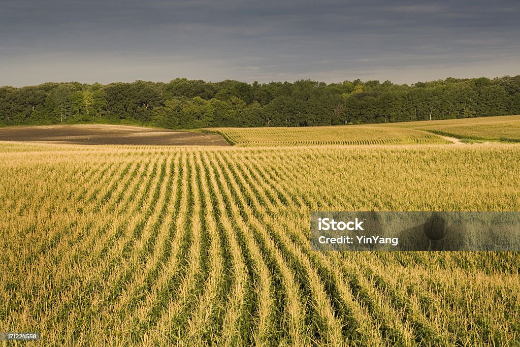 Storm nähern Das Corn Field - Lizenzfrei Agrarbetrieb Stock-Foto