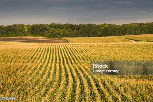 Storm Nähern Das Corn Field Stockfoto und mehr Bilder von Agrarbetrieb - Agrarbetrieb, Baum, Bedrohung