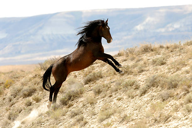 wild horse wspinaczka hill - horse animals in the wild wyoming rebellion zdjęcia i obrazy z banku zdjęć