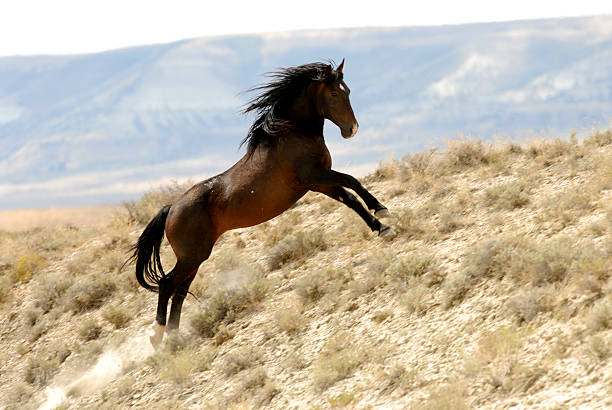 wild horse escalada hill - horse animals in the wild wyoming rebellion imagens e fotografias de stock