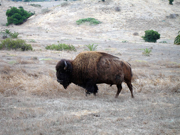 istock Buffalo on Catalina 171224572