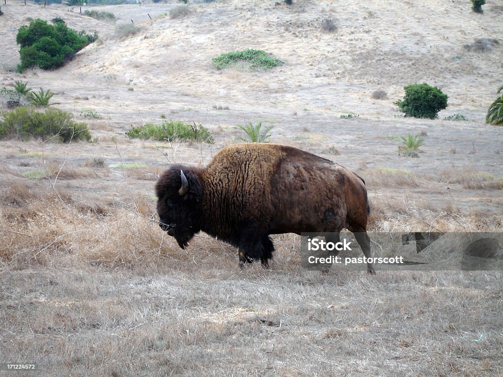 Buffalo on Catalina Buffalo comes to Two Harbors to graze Agricultural Field Stock Photo