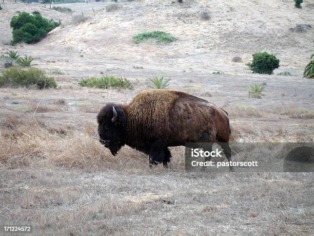 Buffalo On Catalina Stock Photo - Download Image Now - Agricultural Field, American Bison, Animal
