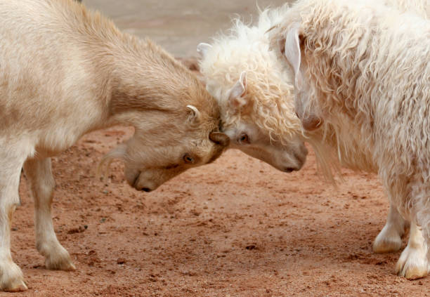 Butting Heads stock photo