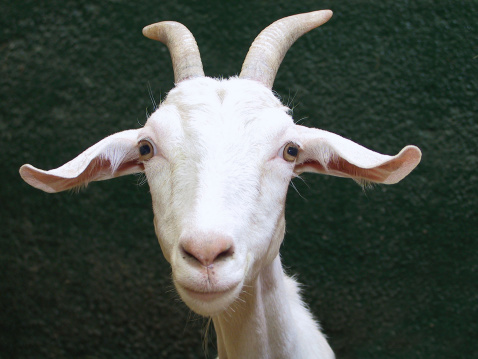 Close up of a goat with a smirk against a green background.Others in my Animal and Bird Series: