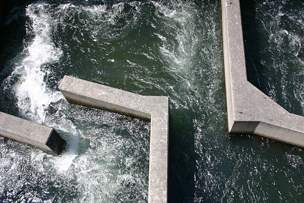 peixes escada à barragem de bonneville. - white water atlanta imagens e fotografias de stock