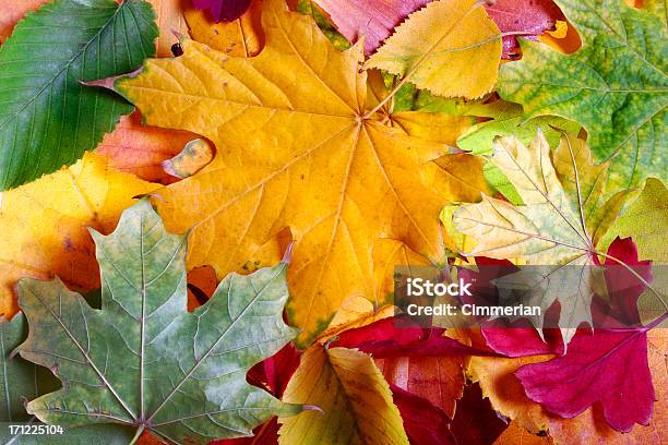 Autumnal Folhas Fundo - Fotografias de stock e mais imagens de Abstrato - Abstrato, Amarelo, Beleza