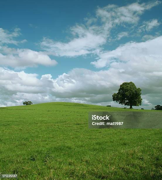 Campo Erboso - Fotografie stock e altre immagini di Agricoltura - Agricoltura, Albero, Ambientazione esterna