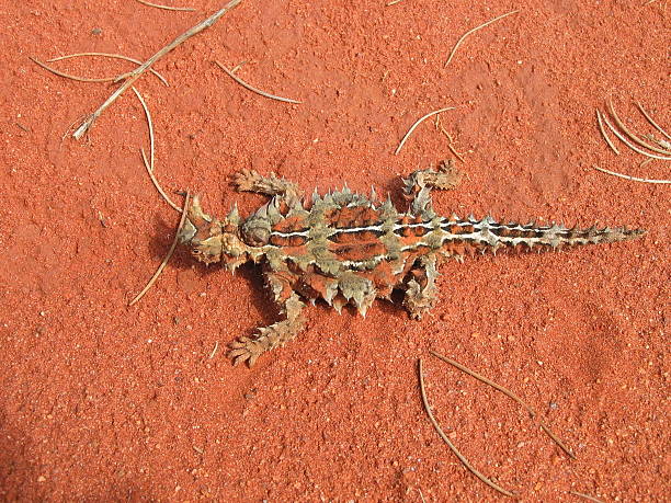 Thorny Devil Lizard Bizarre camouflaged Thorny Devil Lizard (Moloch horridus) in the Australian Outback. moloch horridus stock pictures, royalty-free photos & images