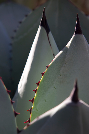 Closeup of cacti desert vegetation.