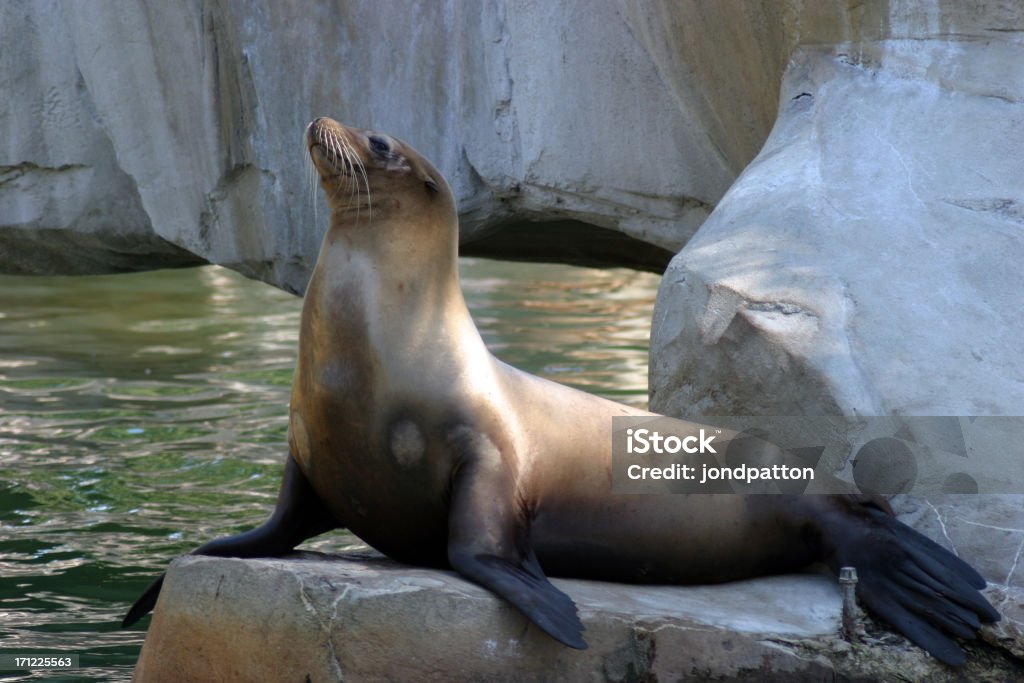 Tenuta - Foto stock royalty-free di Acqua