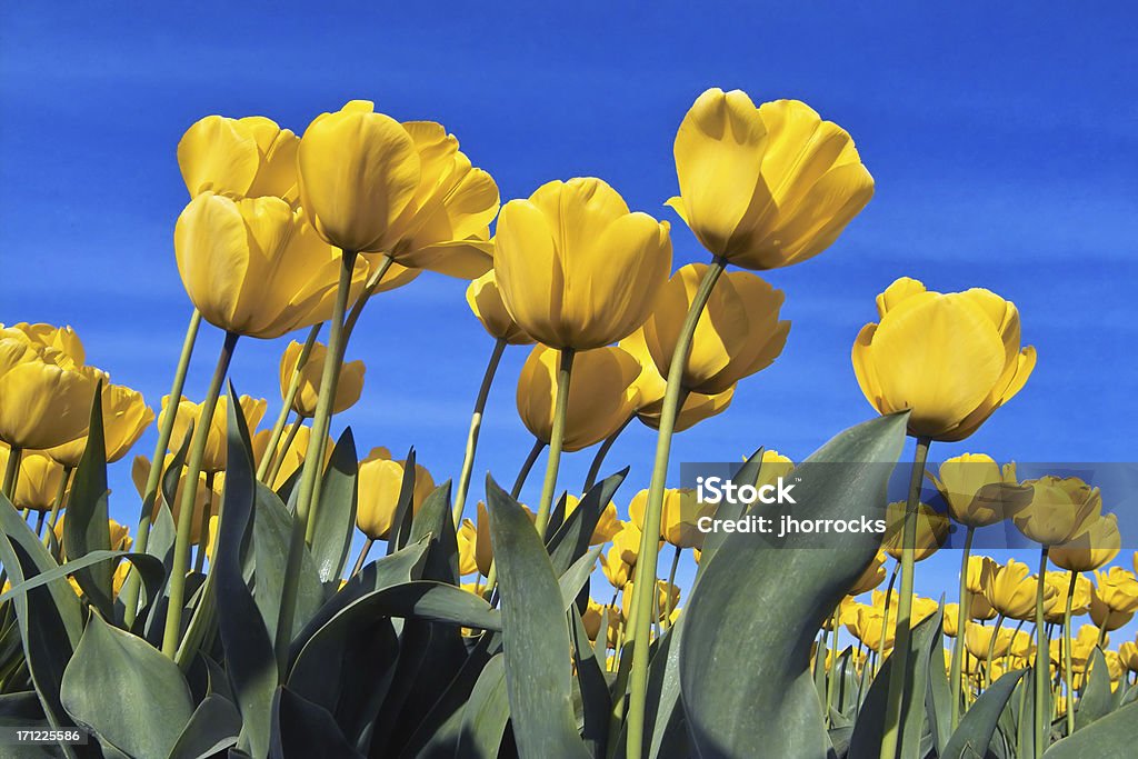 Gelbe Tulpen - Lizenzfrei Gelb Stock-Foto