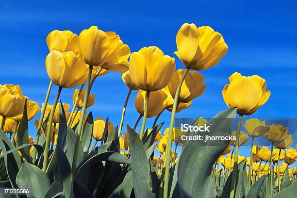 Amarelo Túlipas - Fotografias de stock e mais imagens de Amarelo - Amarelo, Céu claro, Tulipa