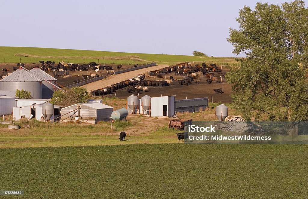 Fazenda de gado - Foto de stock de Agricultura royalty-free