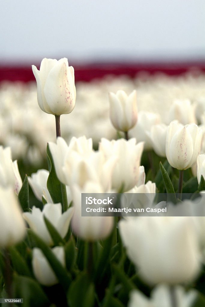 Campo de tulipanes - Foto de stock de Blanco - Color libre de derechos