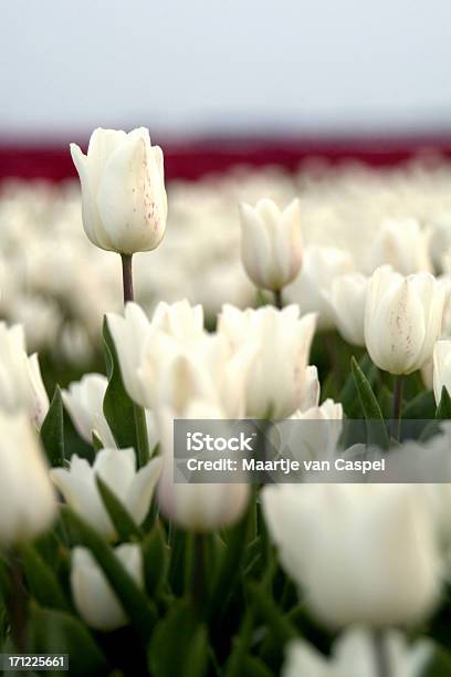 Campo De Tulipanes Foto de stock y más banco de imágenes de Blanco - Color - Blanco - Color, Campo - Tierra cultivada, Cultura holandesa