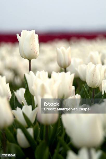 Photo libre de droit de Champ De Tulipes banque d'images et plus d'images libres de droit de Blanc - Blanc, Champ, Couleur verte