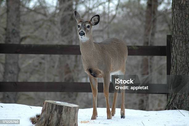 Deer Listening Stock Photo - Download Image Now - Animal, Animal Wildlife, Animals In The Wild