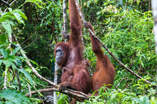 Orang Utan mother with baby sitting in the tree. Wildlife shot in the Tanjung Puting Nationalpark Borneo, Indonesia.