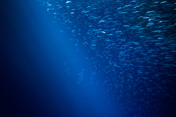istock Rays of light deep into the marine sea 171225898