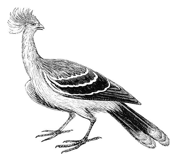 Hoatzin The Hoatzin (Opisthocomus hoazin), also known as the Hoactzin, Stinkbird, or Canje Pheasant, is a species of tropical bird. Illustration was published in 1870 hoatzin stock illustrations