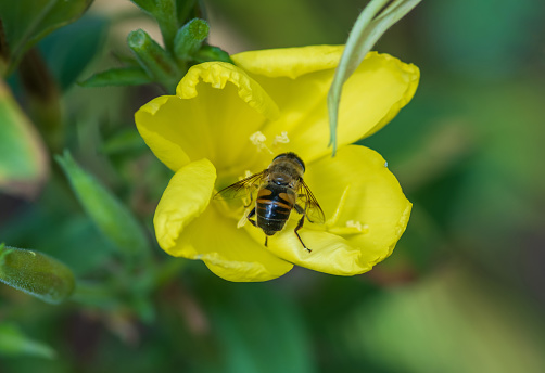 Close-up of a yellow Oenothera Flower with bee