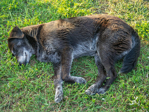 black homeless dog sleeps on the grass. Rest with the dog. Well-fed letter. Animals in the park