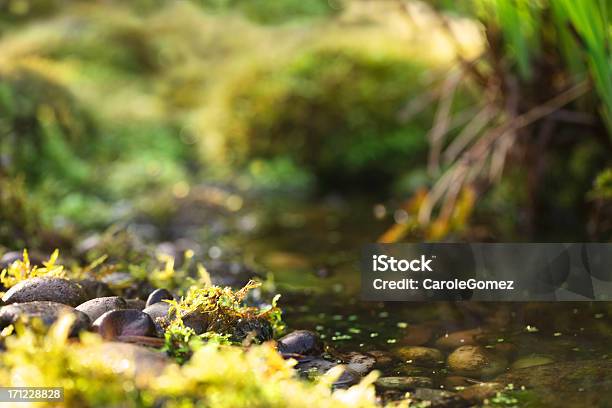 Mossy Pebbles И Пруд — стоковые фотографии и другие картинки Садовый пруд - Садовый пруд, Природа, Англия