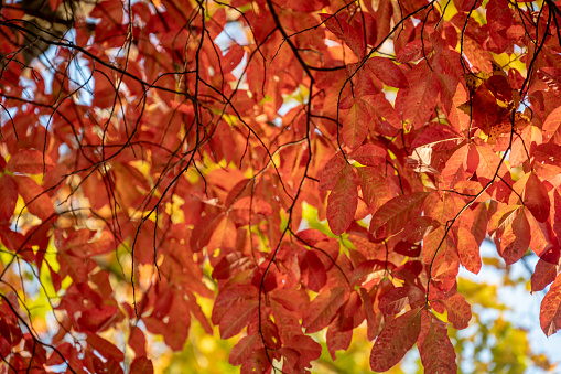 Canopy Of Red Leaves In Fall