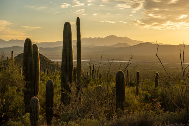 istock Yellow Light of Early Sunset Over Saguaro Cactus 1712304241