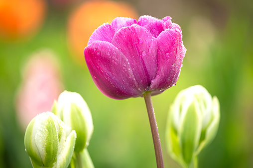 multi-colored  tulips in drops of dew close-up