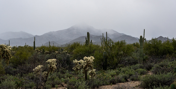 Tucson Mountains Engulfed In Clouds During High Elevation Snow Storm in Saguaro National Park